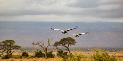 flight of black crowned crane in amboseli national park