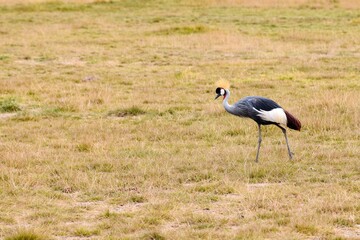 view of black crowned crane in amboseli national park