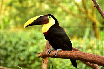 La Paz Waterfall Gardens - Tukan hnědohřbetý (Chestnutt-mandibled Toucan) © Lukas