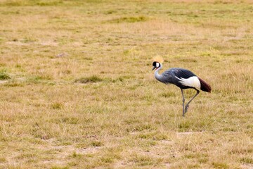 Obraz na płótnie Canvas view of black crowned crane in amboseli national park