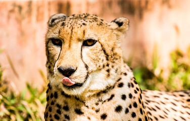 Close up cheetah face  in Chiangmai Thailand