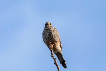 Turmfalke