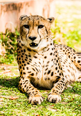 Close up cheetah  in Chiangmai Thailand