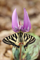 カタクリで吸蜜するヒメギフチョウ