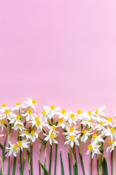 happy mother's day or womans day or spring is coming concept on pink daffodils on pink background. greeting card concept. sensual tender women image. spring flowers flat lay