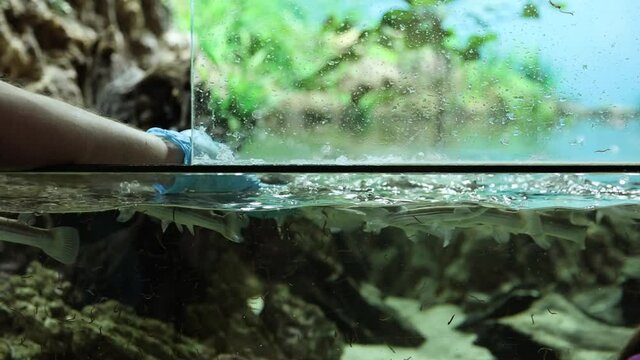 Feeding fish Largescale four eyed fish in the aquarium.