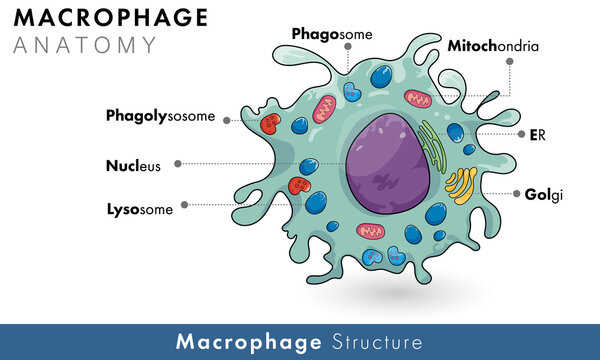 Labelled diagram of human macrophage derived from monocyte of immune cells vector illustration 
