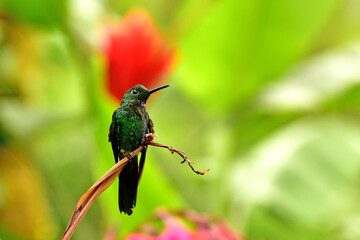 La Paz Waterfall Gardens - Kolibřík subtropický (Green-crowned Brilliant)
