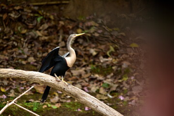  Mangrovy - Isla Damas - Malpa kapucínská (White-faced Capuchin) © Lukas
