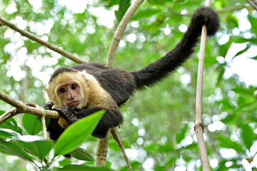  Mangrovy - Isla Damas - Malpa kapucínská (White-faced Capuchin)