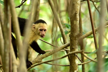  Mangrovy - Isla Damas - Malpa kapucínská (White-faced Capuchin) © Lukas