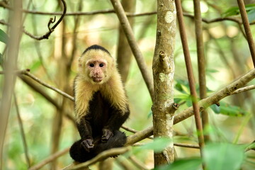  Mangrovy - Isla Damas - Malpa kapucínská (White-faced Capuchin) © Lukas