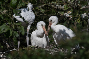 Eurasian spoonbill (Platalea leucorodia) with three young spoonbills on the nest. Four weeks old. Photographed in the Netherlands.
