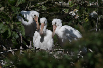 Eurasian spoonbill (Platalea leucorodia) with three young spoonbills on the nest. Four weeks old. Photographed in the Netherlands.