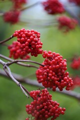 A brush of red elderberry with small deep red berries close-up against a background of green foliage in the forest. Sambucus racemosa or red elderberry or red-berried elder. Red wild berries close up.