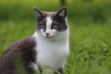 Naklejka na ściany i meble A gray cat with a piercing gaze of green eyes sits in green grass on a background of a garden on a summer day outdoors. Portrait of a beautiful cat with green eyes. Horizontal.
