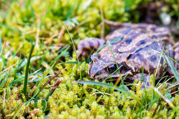 A common frog, Rana temporaria, hiding between the green gras and moss in Ireland
