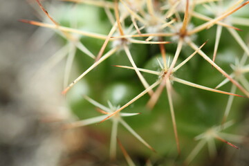 
cactus