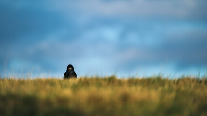 Rook standing in a field looking at the camera against the sky