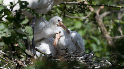 Eurasian spoonbill (Platalea leucorodia) with three young spoonbills on the nest. Four weeks old. Photographed in the Netherlands.