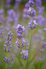 Blooming lavender in summer. Purple fragrant flowers on the field. Aromatherapy. Nature cosmetics.
