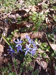 spring in the forest