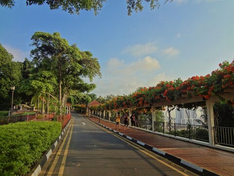 Chinese trumpet creeper at Mount Faber Park in Singapore - シンガポール ノウゼンカズラ 凌霄花 マウント フェーバー パーク