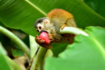  Manuel Antonio - Cabinas Espadilla - Kotul rudohřbetý (Red-backed Squirrel Monkey)