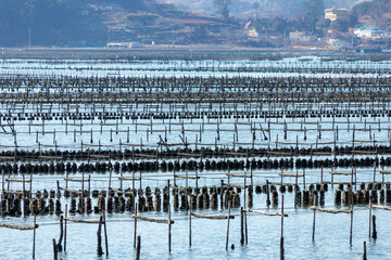 貝の養殖
