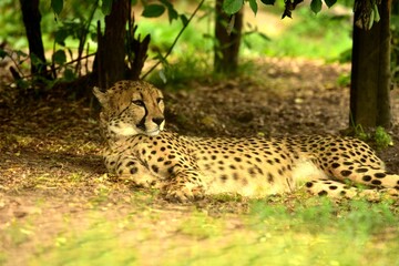 Fototapeta na wymiar Cheetah in the wild nature 