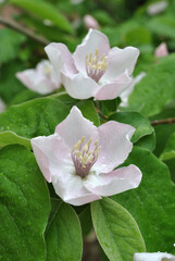 White Flowers and Green Leaves in Close Up 