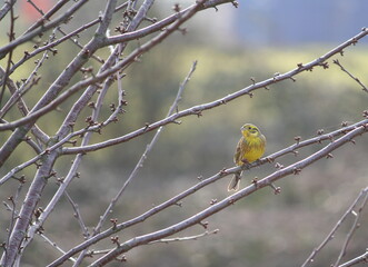 A yellowhammer (Emberiza citrinella), a passerine bird in the bunting family, perching in a tree and singing in early spring. Bird positioned on the right, looking left, with copy space to the left.