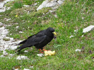 Eine Alpendohle pickt an einem von Touristen weggeworfenen Apfelrest