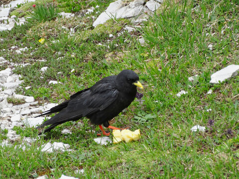 Eine Alpendohle pickt an einem von Touristen weggeworfenen Apfelrest