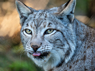 Luchs