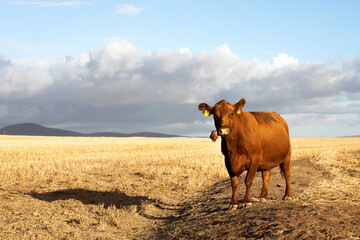 A beautiful cow on a dry land