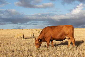 A  lovely, brown cow grazes with a flock of sheep on a dry land on a Durbanville farm in South Africa