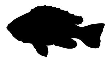 Vector silhouette of a black cichlid fish on a white background isolated element for a menu sign design template