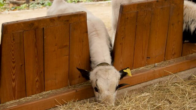 Petite vache en train de se nourrir &agrave; la ferme