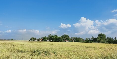 Obraz premium field and sky