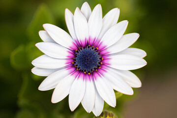 Obraz premium オステオスペルマム