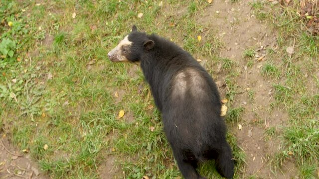 Curious Wild Bear in the forest is moving slow motion