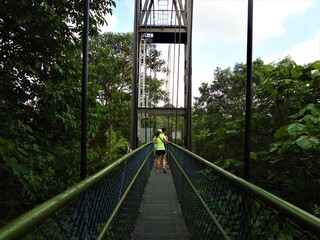 TreeTop Walk in MacRitchie Reservoir Park, Singapore