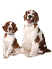Obraz premium Welsh springer spaniel