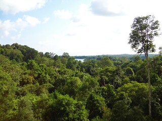 Obraz premium Green forest in MacRitchie Reservoir Park, Singapore