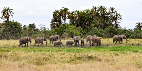 Obraz premium group of elephants in amboseli national park