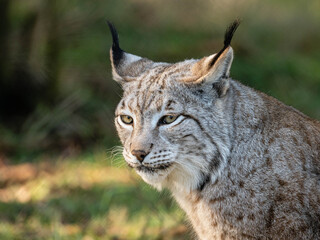 Luchs