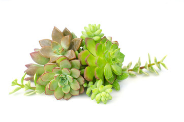 Green and red Echeveria succulent plant bouquet arrangement on white background