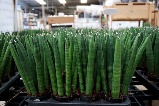 Row of Dracaena stuckyi or Sansevieria stuckyi in pots on black nursery plate.