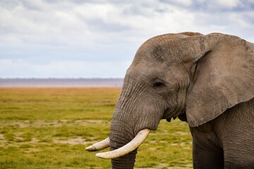 Naklejka na ściany i meble view of elephant in amboseli national park